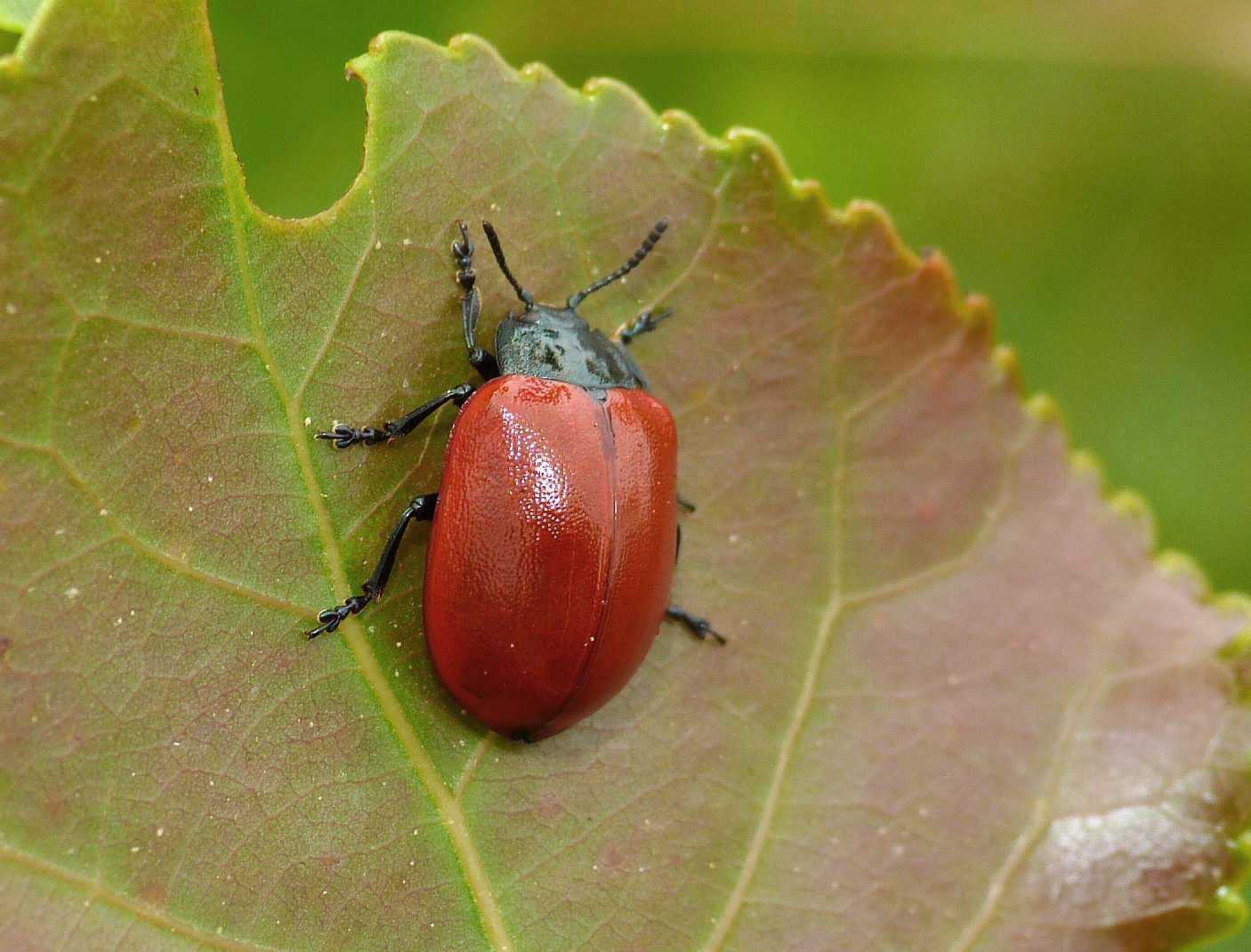 Chrysomela populi: la grande abbuffata